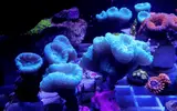 [TodoMarino.com] Venta SPS - LPS // Stylophora Milka, seriatopora caliedrum.... - Madrid - Madrid