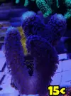 [TodoMarino.com] Venta SPS - LPS // Stylophora Milka, seriatopora caliedrum.... - Madrid - Madrid