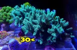 [TodoMarino.com] Venta SPS - LPS // Stylophora Milka, seriatopora caliedrum.... - Madrid - Madrid