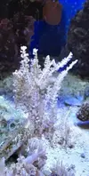 [TodoMarino.com] Regalo coral blando y gorgonia