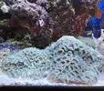 [TodoMarino.com] Regalo coral blando y gorgonia