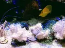 [TodoMarino.com] Regalo coral blando y gorgonia