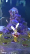 [TodoMarino.com] RTN o planaria