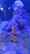 [TodoMarino.com] RTN o planaria