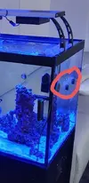 [TodoMarino.com] RTN o planaria