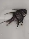 [TodoMarino.com] Pterapogon Kauderni - negro y sin fuerzas
