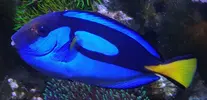 [TodoMarino.com] Vendo Paracanthurus Hepatus - Barcelona