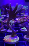 [TodoMarino.com] Esquejes variados SPS y blandos - Rivas Vaciamadrid - Madrid