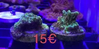 [TodoMarino.com] Esquejes variados SPS y blandos - Rivas Vaciamadrid - Madrid