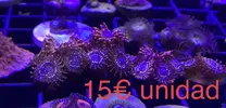 [TodoMarino.com] Esquejes variados SPS y blandos - Rivas Vaciamadrid - Madrid