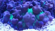 [TodoMarino.com] MUSHROOM (rodhactis) BOUNCED Y PROTOBOUNCED - Madrid/Guadalajara