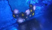 [TodoMarino.com] Pack Zoas chollo - Oviedo