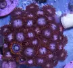 [TodoMarino.com] Pack Zoas chollo - Oviedo