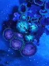 [TodoMarino.com] Pack Zoas chollo - Oviedo