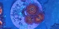 [TodoMarino.com] Pack Zoas chollo - Oviedo