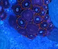 [TodoMarino.com] Pack Zoas chollo - Oviedo
