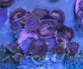 [TodoMarino.com] Pack Zoas chollo - Oviedo