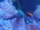 [TodoMarino.com] Vendo centropyge acanthops - Valladolid