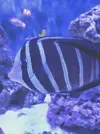 [TodoMarino.com] Cosas blancas en un ojo - Zebrasoma Veliferum