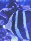 [TodoMarino.com] Cosas blancas en un ojo - Zebrasoma Veliferum