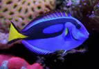 [TodoMarino.com] Vendo Acuario Completo 240 litros - Huelva
