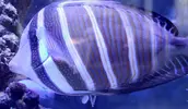 [TodoMarino.com] Cosas blancas en un ojo - Zebrasoma Veliferum