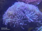 [TodoMarino.com] Euphyllia parancora. - Madrid. Metro El Carmen