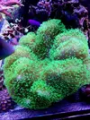 [TodoMarino.com] Se vende esqueje de Sarco verde fluor de Madagascar - Valencia - Valencia