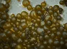 [TodoMarino.com] Ayuda identificación de posible alga?