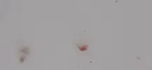 [TodoMarino.com] Que es esto?