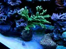 [TodoMarino.com] Acropora Verde Sp - Vigo (Pontevedra)
