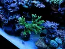 [TodoMarino.com] Acropora Verde Sp - Vigo (Pontevedra)