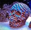[TodoMarino.com] Decoracion Lego