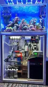 [TodoMarino.com] Vendo acuario montado y equipado - Daganzo Madrid