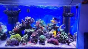 [TodoMarino.com] Vendo acuario montado y equipado - Daganzo Madrid