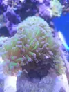 [TodoMarino.com] Vendo varias euphylia - Jerez