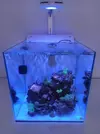 [TodoMarino.com] Nano reef