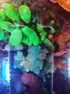 [TodoMarino.com] Esquejes de montiporas desde 5€ Madrid San Blas - Madrid