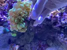 [TodoMarino.com] VENDIDO: LPS-Acantophyllia y Fimbriaphyllia - Toledo
