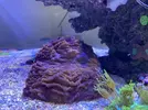 [TodoMarino.com] VENDIDO: LPS-Acantophyllia y Fimbriaphyllia - Toledo