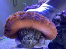 [TodoMarino.com] VENDIDO: LPS-Acantophyllia y Fimbriaphyllia - Toledo