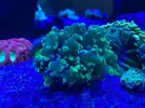 [TodoMarino.com] VENDIDO: LPS-Acantophyllia y Fimbriaphyllia - Toledo