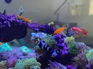 [TodoMarino.com] VENDIDO: LPS-Acantophyllia y Fimbriaphyllia - Toledo