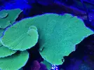 [TodoMarino.com] Pieza XXL Montipora Capricornis Verde - MADRID