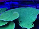 [TodoMarino.com] Pieza XXL Montipora Capricornis Verde - MADRID