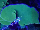 [TodoMarino.com] Pieza XXL Montipora Capricornis Verde - MADRID