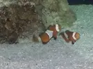 [TodoMarino.com] Vendo acuario 250lts. completo - Quintanar de la Orden-45800-Toledo