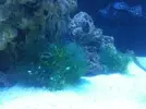 [TodoMarino.com] Vendo acuario 250lts. completo - Quintanar de la Orden-45800-Toledo