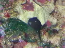 [TodoMarino.com] Vendo acuario 250lts. completo - Quintanar de la Orden-45800-Toledo