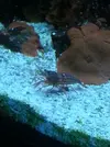 [TodoMarino.com] Vendo acuario 250lts. completo - Quintanar de la Orden-45800-Toledo